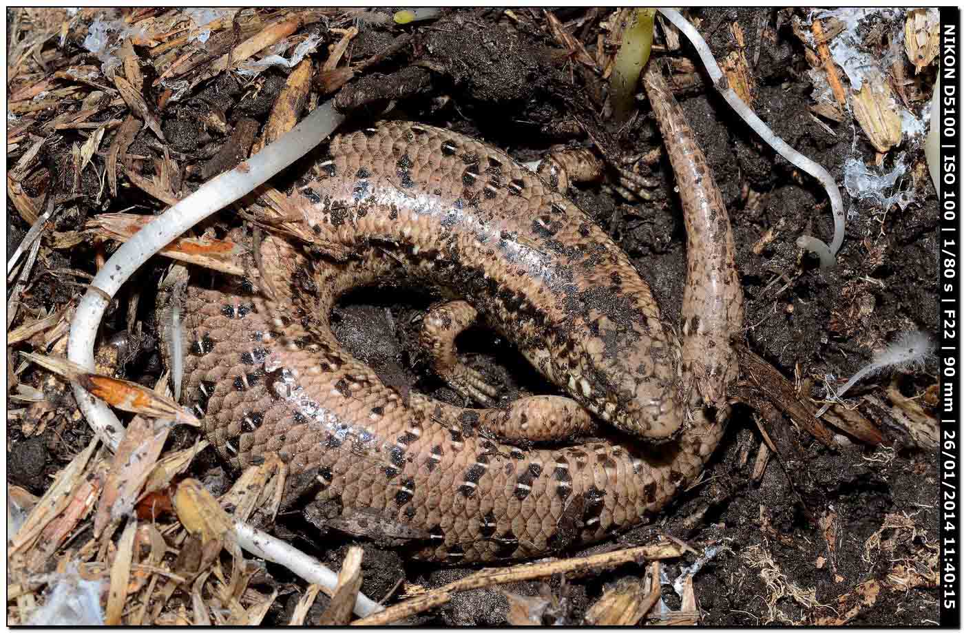 Chalcides ocellatus, Scincidae